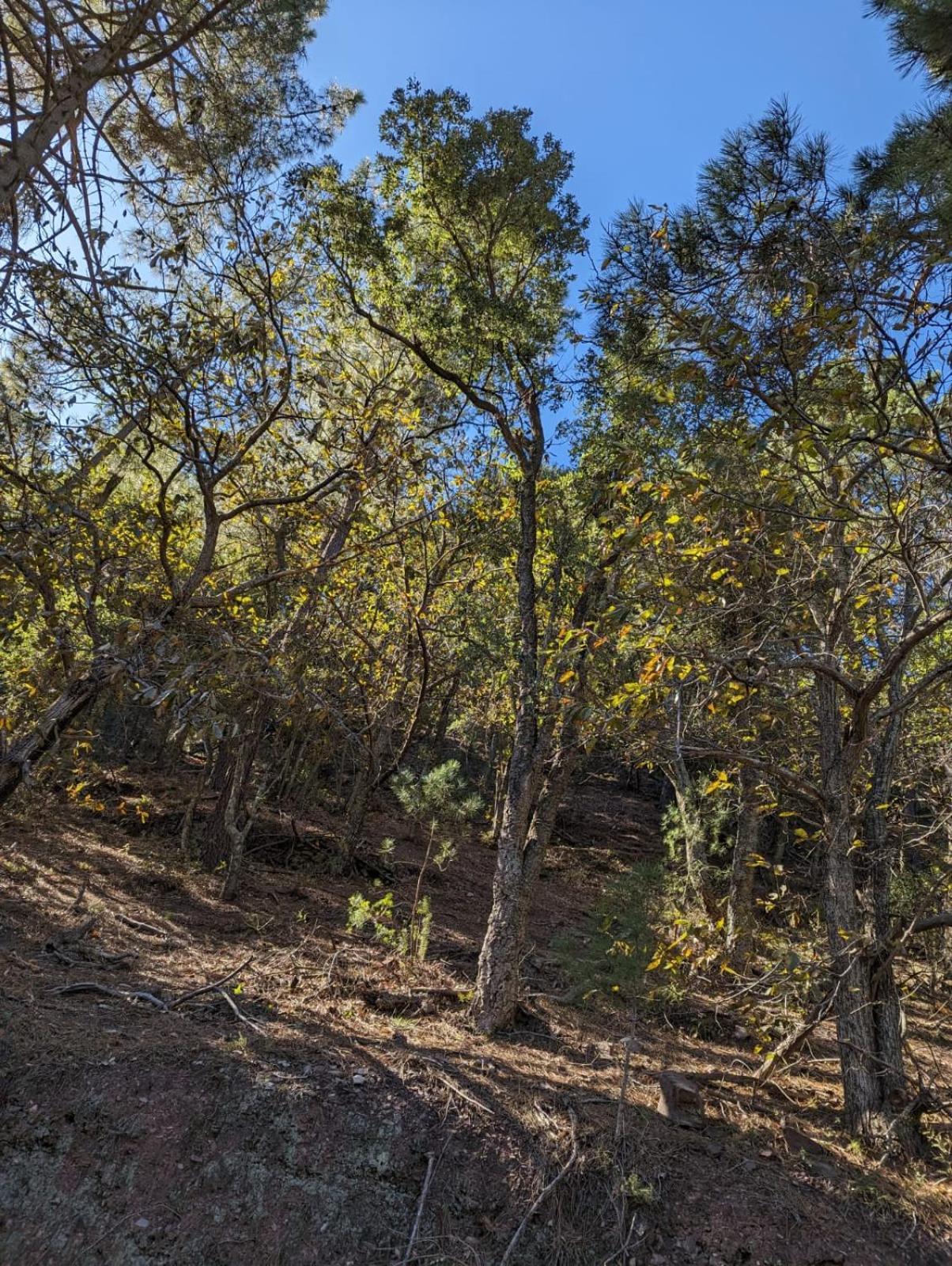 Casa Rural El Forn D'Alcudia De Veo Экстерьер фото
